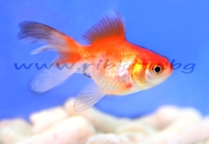 Червено и бяло златна риба