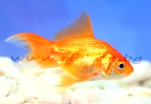 Червена Златна риба 4см