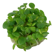  Limnobium Laevigatum плаващо растение-тъканна култура
