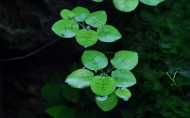  Limnobium Laevigatum плаващо растение-тъканна култура
