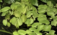  Salvinia minima плаващо растение-тъканна култура